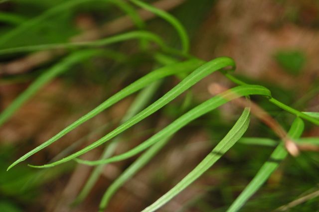 Un unico fiore - Phyteuma sp.
